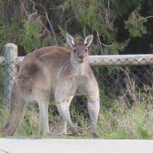 Check Out This Absolutely Ripped Roo Called 'Brutus' Near Perth