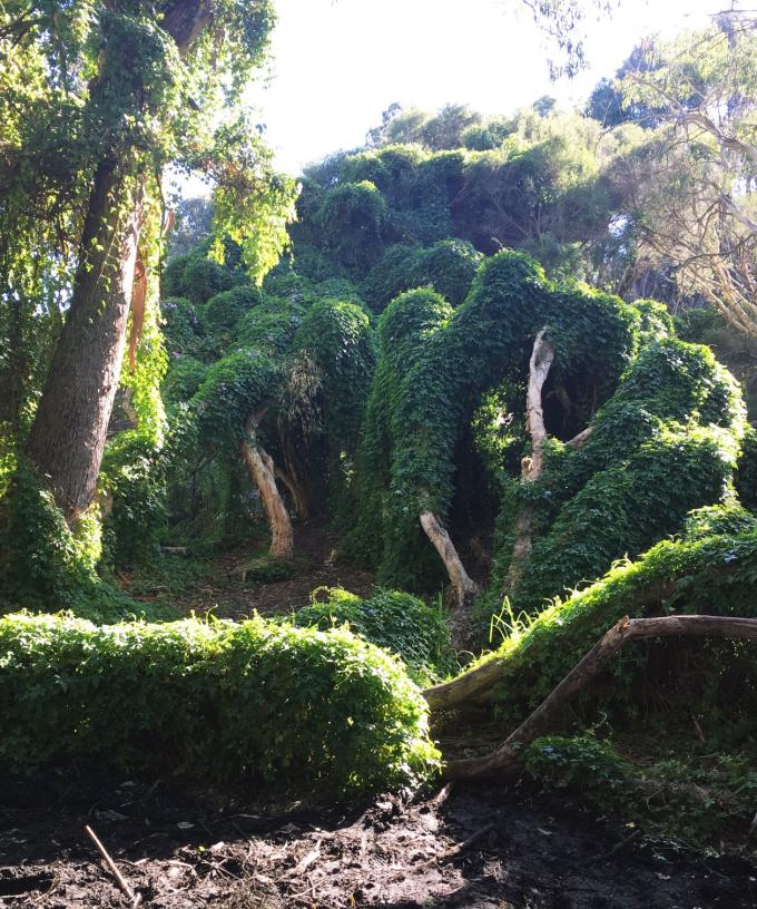 perth’s ‘secret garden’ closes over school holidays for