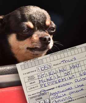 Perth Motorist Cops $1000 Fine For Taking Pics Of Dog While Driving
