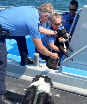 Lucky Perth Dog Plucked Out Of Ocean ‘Mid-Rotto Channel Swim’