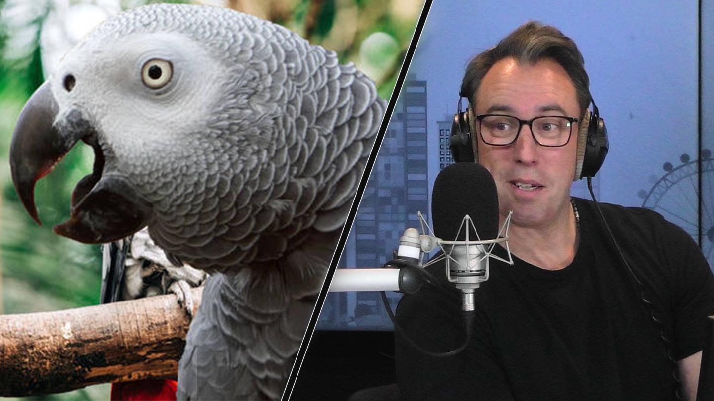 Singing And Swearing Parrots!