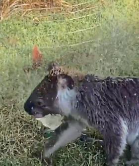 Gahh, Look At This Adorable Video Of A Koala Cooling Down Under A Backyard Sprinkler