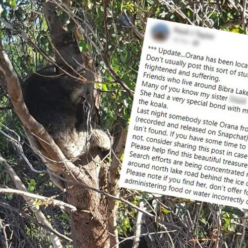 Adventure World Koala Found After Being ‘Stolen And Released’