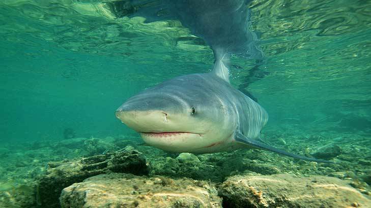 shark bridge app shark bridge app