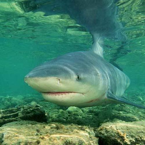 Another Large Bull Shark Spotted Near Blackwall Reach Attack Site