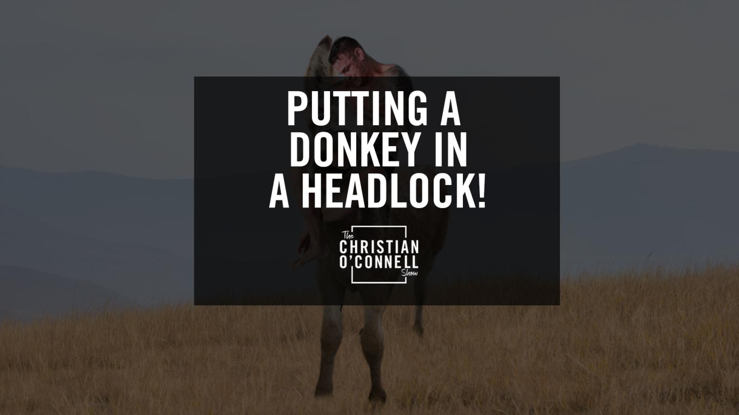 Putting A Donkey In A Headlock!