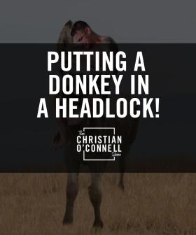 Putting A Donkey In A Headlock!