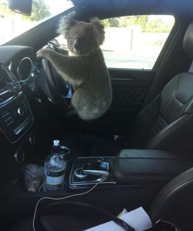 Daring Koala Causes Six-Car Pile Up On Adelaide's South Eastern Freeway