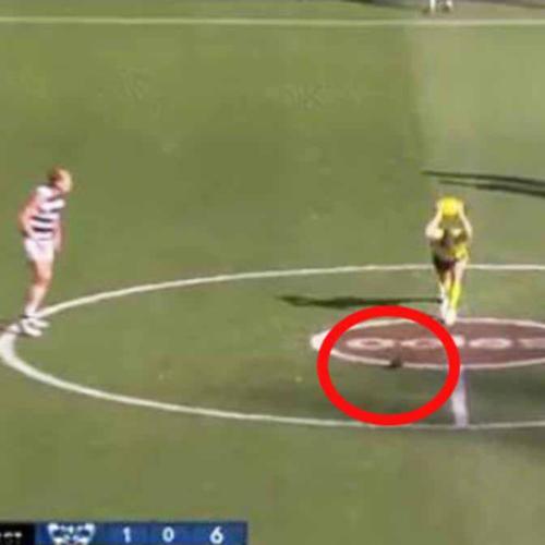 'Nerves Of Steel': Internet Loses Its Damn Mind Over THAT Pigeon At The MCG