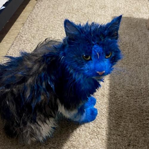 Cats Covered In Blue Paint Turn Up In Perth's Northern Suburbs