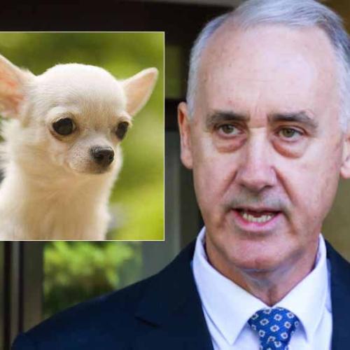 WA Liberal leader Brings Down The (Upper) House With 'Chihuahua' Gaffe