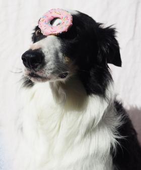 Love Spoiling Your Pet? Krispy Kreme Releases Doughnut Range For Dogs!