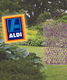 Green Ivy? Hold My Beer, Aldi's Now Selling A PURPLE Garden Trellis