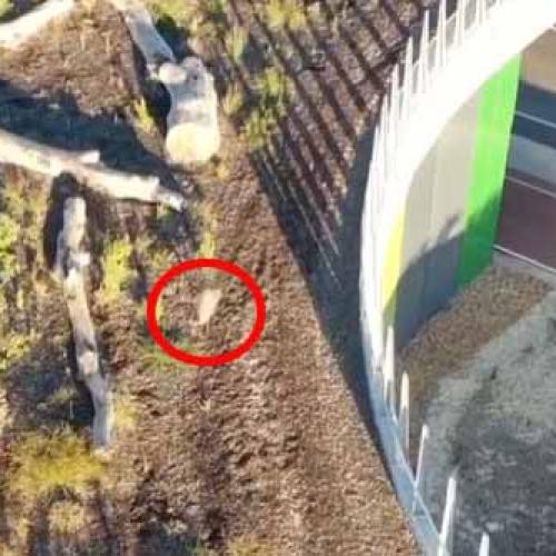 We Can't Take Our Eyes Off This Emu Crossing Perth's Fauna Bridge