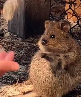This Quokka's Reaction To Man Performing Juggling Act Is So Adorable
