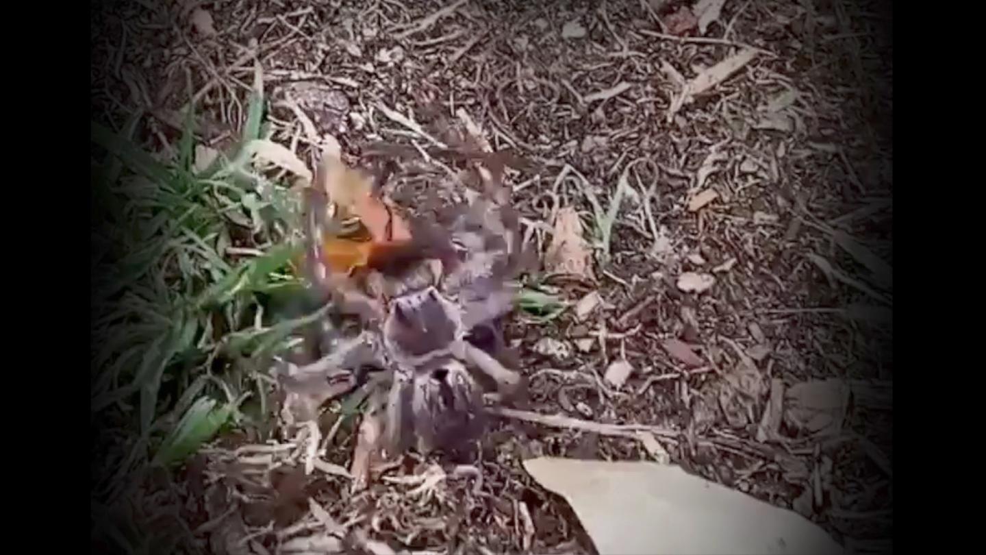 Tell all your spider loving friends about this one!