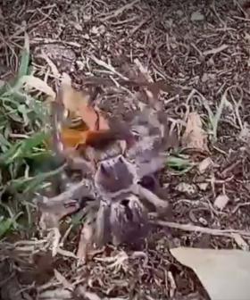 Tell all your spider loving friends about this one!
