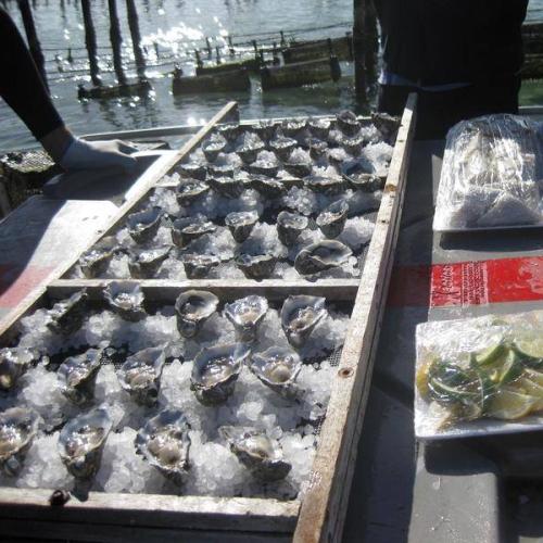 Coffin Bay Oyster Production Shuts Down