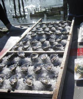 Coffin Bay Oyster Production Shuts Down