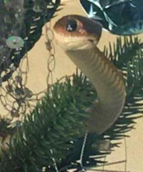 Venomous Snake Found Hiding In Family's Christmas Tree