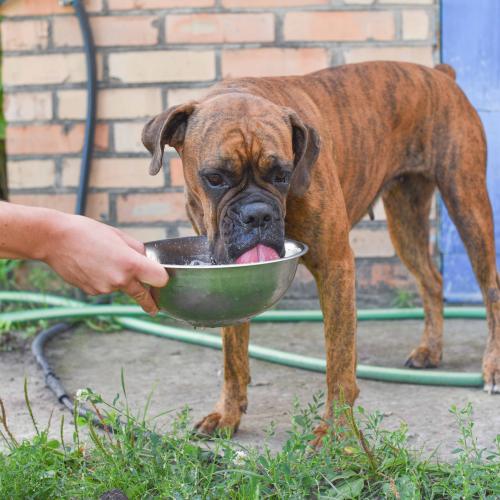 Second Dog In A Month Found Dead After Having No Access To Shade Or Water