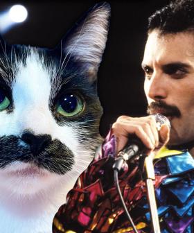 Cat That Looks Like Freddie Mercury Is Winning The Internet