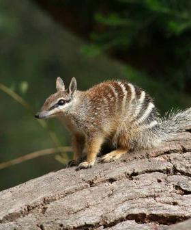 Numbat Breakthrough Could Bring Tassie Tiger Back From Extinction