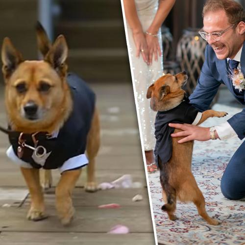 Finn The Dog Becomes An Instant Celebrity After Stealing The Show On MAFS