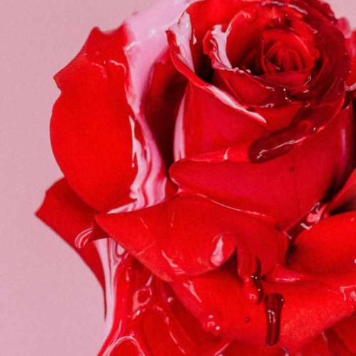 Perth Florist Won't Be Selling Roses On VDay Because They Can't Get Any