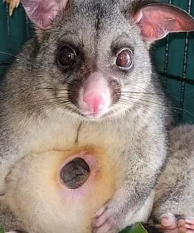 Possum & Her Joey In Quarantine After Sneaking Into WA