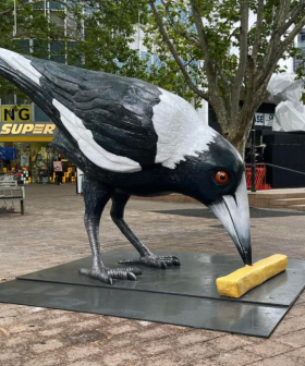 A MASSIVE Magpie Statue Has Just Been Unveiled In Canberra