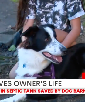 Dog Saves Man Stuck In Septic Tank In Sydney's North