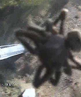 'Giant' Spider Caught On WA Main Roads' Camera And I Need To Lay Down For A Sec