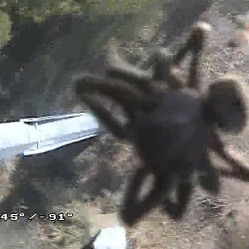 'Giant' Spider Caught On WA Main Roads' Camera And I Need To Lay Down For A Sec