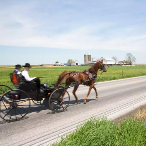 US Police Find Drunk Amish Man Slumped Over In Moving Buggy