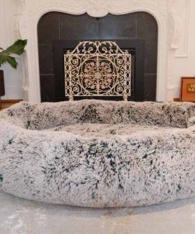 Giant Dog Beds For Humans Now Exist & I Will Pay Any Amount For This