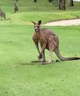 Golfers Attacked By Territorial Roos At Gold Coast Country Club