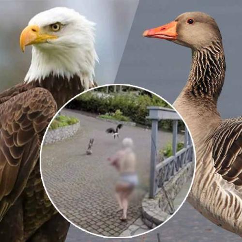 Watch This Mum Save Her Pet Goose From An Eagle... While Breastfeeding