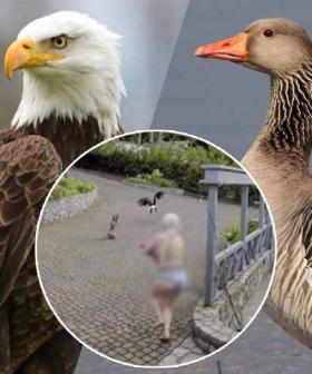 Watch This Mum Save Her Pet Goose From An Eagle... While Breastfeeding
