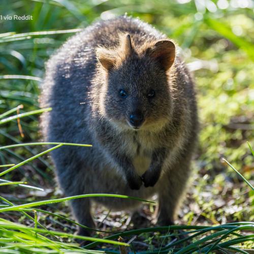 Quokka With Three Ears Spotted On Rottnest Island