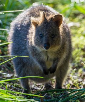 Quokka With Three Ears Spotted On Rottnest Island