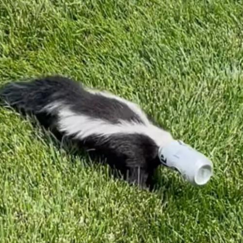 Skunk With Head Stuck In Beer Can Rescued In 'Operation: Drunk As A Skunk'