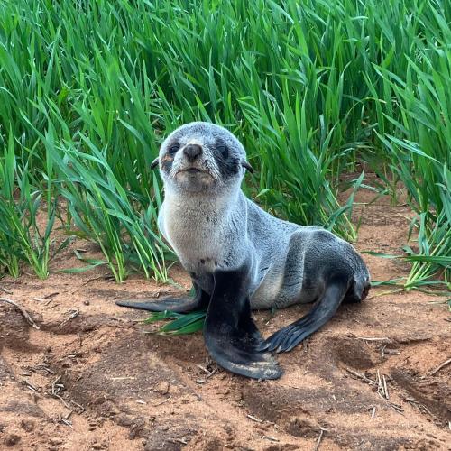 Aussie Farmer Finds Baby Seal In Wheat Crop, Three Kilometres From The Sea