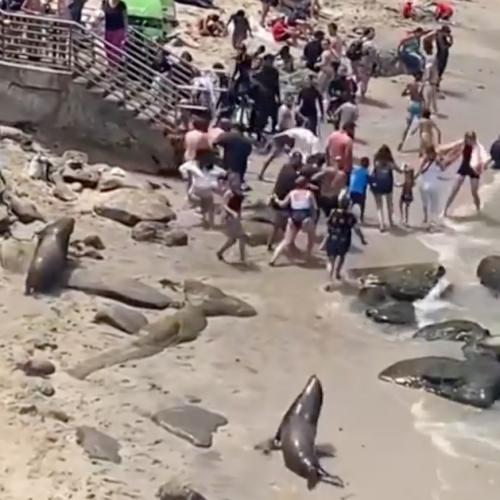 Viral Vid Shows Sea Lions Chase Away Too-Close Beachgoers In California