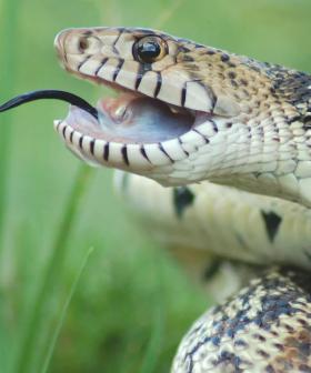 Police Shoot, Kill 4.5-Metre Snake As It Was Strangling Man In US