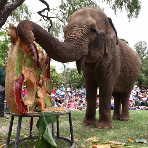 Tricia The Elephant To Be Kept In 'A Safe Space' Until Decision Made On Remains