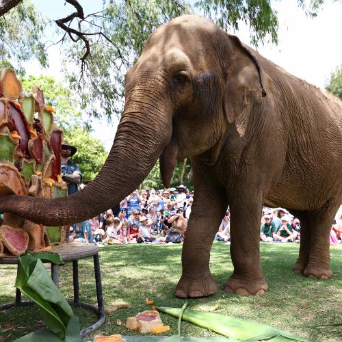 WA Farewells Perth Zoo's Beloved Elephant, Tricia