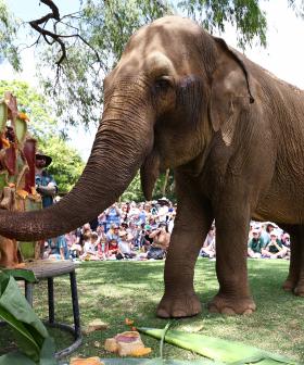 WA Farewells Perth Zoo's Beloved Elephant, Tricia