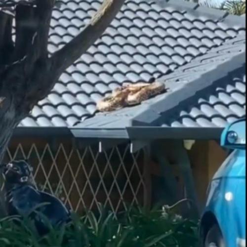 Yeah Nah: Huge Snake Spotted Sunning Itself On Roof Of Ballajura House