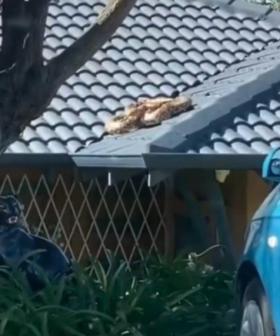Yeah Nah: Huge Snake Spotted Sunning Itself On Roof Of Ballajura House